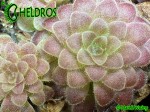 Tłustosz Pinguicula moranensis f. orchidioides - dormancy