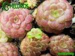 Pinguicula Laueana (Crimson red flower)