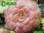Pinguicula Laueana (Crimson red flower)