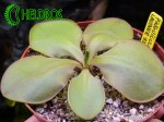 Tłustosz Pinguicula LAUTNER 92/52