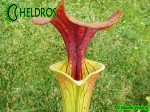 MK F90 Kapturnica Sarracenia Flava var. cuprea,N.Carolina,W, AF,F6,JA