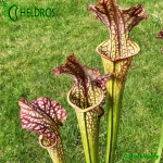 Sarracenia MK H83 easy growing Moorei clone