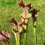 Sarracenia MK H83 easy growing Moorei clone