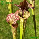 Sarracenia MK H83 fast growing Moorei clone