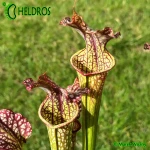 Sarracenia MK H83 fast growing Moorei clone