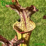 Sarracenia MK H83 fast growing Moorei clone