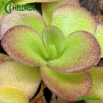 Tłustosz Pinguicula AGNATA EKUMA