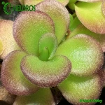 Tłustosz Pinguicula AGNATA EKUMA