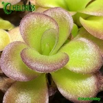 Tłustosz Pinguicula AGNATA EKUMA