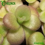 Tłustosz Pinguicula AGNATA EKUMA