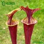 MK F47	Sarracenia Flava var. ornata  Heavy veined, red lid. Plant turns all red later in season