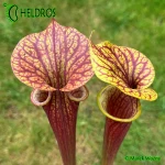 MK F47	Sarracenia Flava var. ornata  Heavy veined, red lid. Plant turns all red later in season