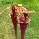 MK F47	Sarracenia Flava var. ornata  Heavy veined, red lid. Plant turns all red later in season