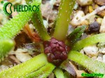 Tłustosz Pinguicula Calderoniae - Llano del Conejo