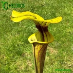 Kapturnica-MK-F28-Sarracenia-Flava-var-Ornata