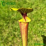 Kapturnica-MK-F28-Sarracenia-Flava-var-Ornata