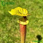Kapturnica-MK-F28-Sarracenia-Flava-var-Ornata