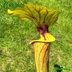 Kapturnica-MK-F28-Sarracenia-Flava-var-Ornata