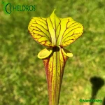 Kapturnica-MK-F28-Sarracenia-Flava-var-Ornata