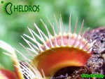 Dionaea Muscipula Muchołówka Phalanx