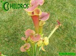 MK F90 Kapturnica Sarracenia Flava var. cuprea,N.Carolina,W, AF,F6,JA