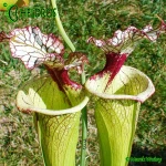 Sarracenia-Leah-Wilkerson-H112-Kapturnica-moorei