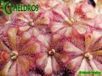 Rosiczka-Drosera-Aliciae