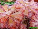 Rosiczka-Drosera-Aliciae