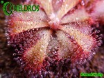 Rosiczka-Drosera-Aliciae