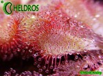 Rosiczka-Drosera-Aliciae