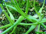 Pinguicula Tłustosz Heterophylla La Cienega