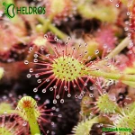 Rosiczka-Drosera-MADAGASCARIENSIS-MADAGASKARSKA