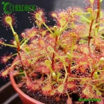 Rosiczka-Drosera-MADAGASCARIENSIS-MADAGASKARSKA