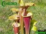 RvL-FL09 Kapturnica Sarracenia Flava var. ornata heavy veined PWilson F38