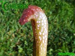 MK H65 Kapturnica Sarracenia x Judy MB 2003