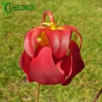 Kapturnica Sarracenia LADYBUG MK H238