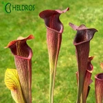 Sarracenia Alata var. nigropurpurea MK A60