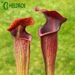 Sarracenia Alata var. nigropurpurea MK A60