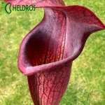 Sarracenia Alata var. nigropurpurea MK A60