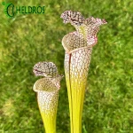 Kapturnica Sarracenia Leucophylla MK L54