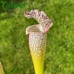 Kapturnica Sarracenia Leucophylla MK L54