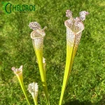 Kapturnica Sarracenia Leucophylla MK L54