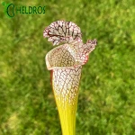 Kapturnica Sarracenia Leucophylla MK L54