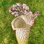 Kapturnica Sarracenia Leucophylla MK L54