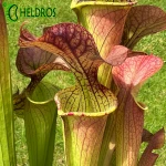 MK H213 Sarracenia x ‘Orange Fire’ (CA Sx33, 2010)