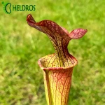 MK H213 Sarracenia x ‘Orange Fire’ (CA Sx33, 2010)