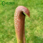 MK M8 Sarracenia Minor var. okefenokeensis Clone from Lois Glass