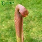 MK M8 Sarracenia Minor var. okefenokeensis Clone from Lois Glass