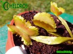 Dionaea Muscipula Muchołówka AF6 Fire Mouth