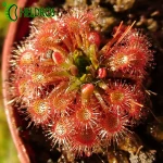 Rosiczka Drosera x Badgerupii
